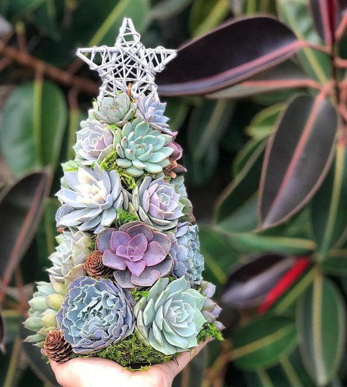 🎁Handmade Surprise Christmas gift🎄Succulent Christmas Tree